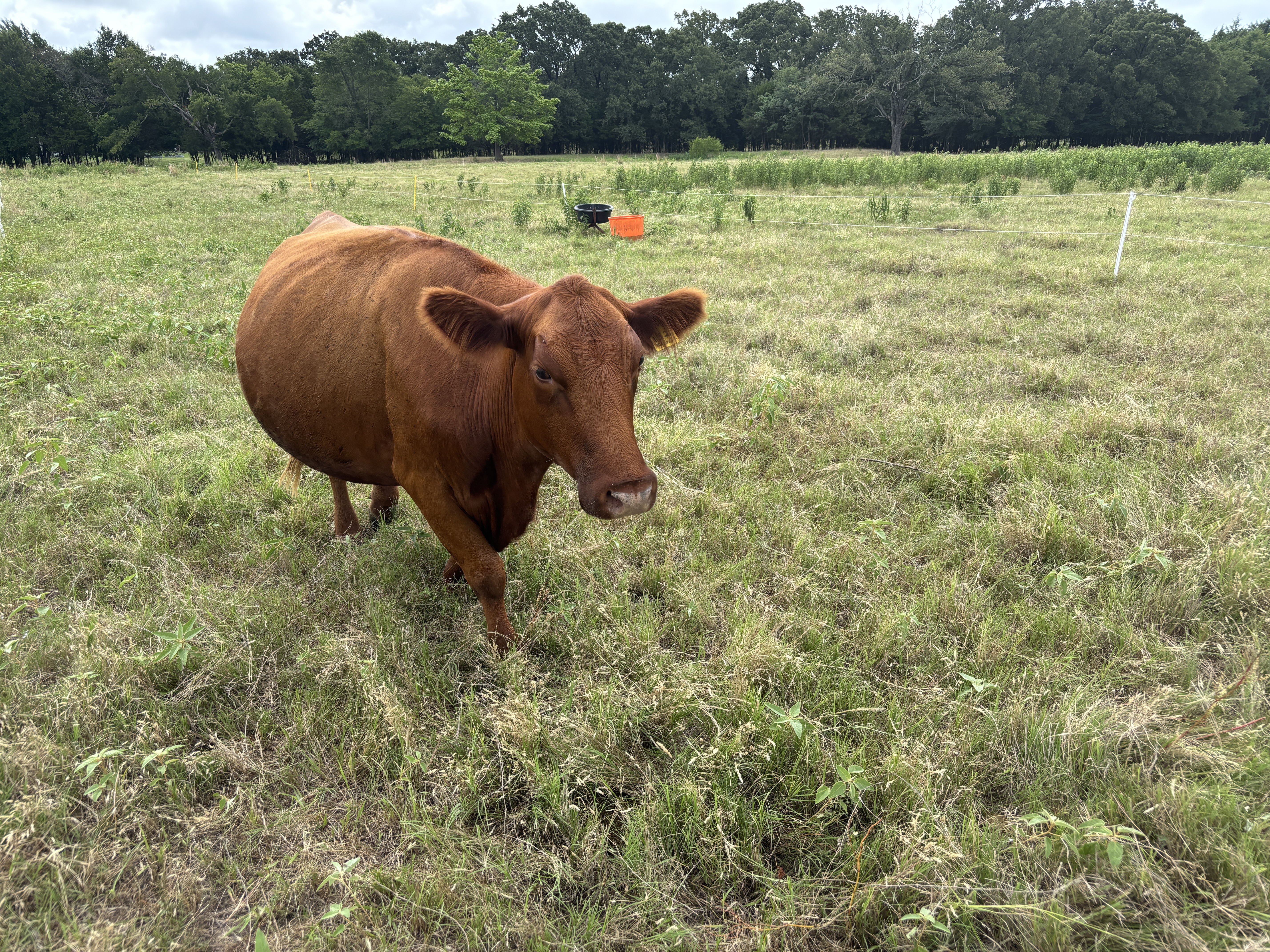 Cattle grazing on lush green pasture